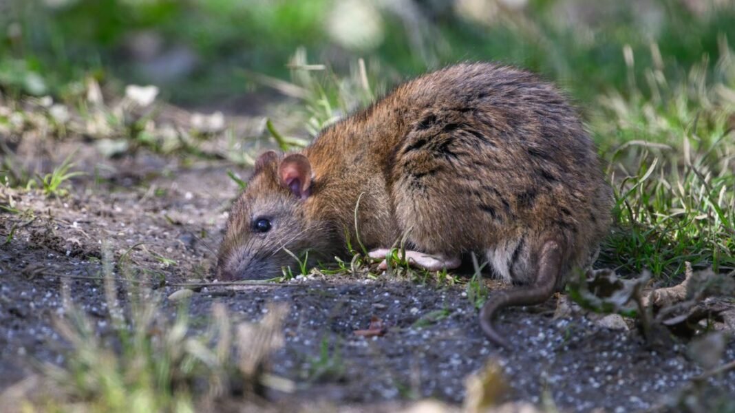 “Hantavirus Outbreak Claims Three Lives on MV Hondius”