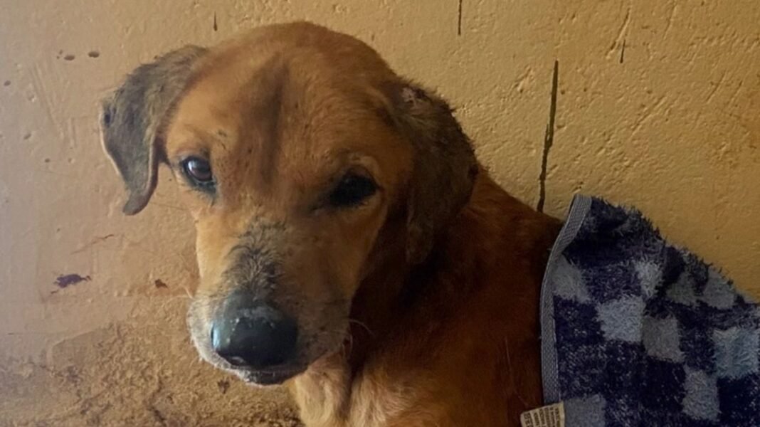 “Scam Alert: Fake Pet Shelter Fundraisers Exposed in Uganda”