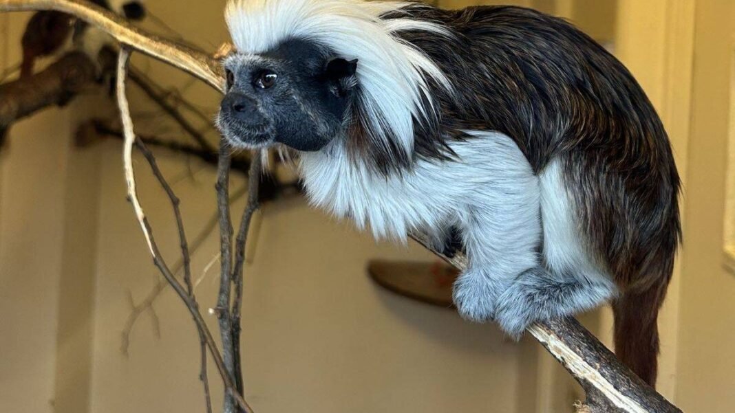 “Cotswold Wildlife Park Named Top Zoo in Britain”