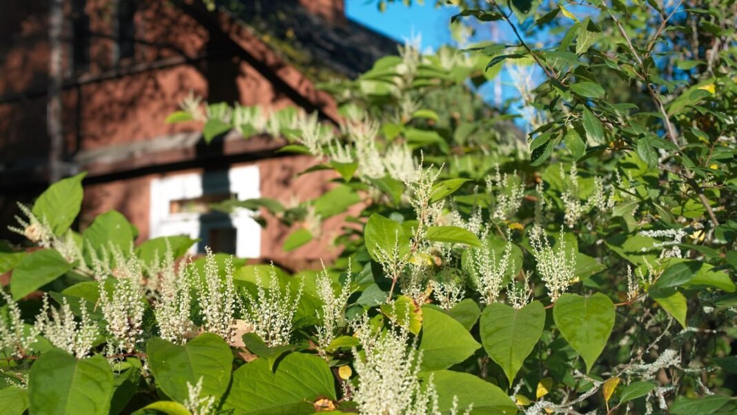 “Warning: Japanese Knotweed Threatens Homes”