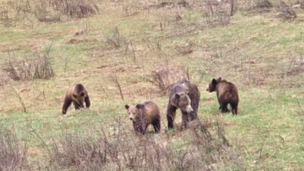 Grizzly Bear Euthanized Sparks Outcry