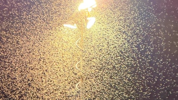 “Unexpected Moth Invasion Wows Crowd at Pasadena Festival”