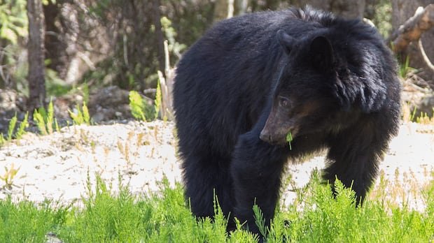 “Apology Issued: RCMP Euthanized Wrong Bear in Maple Ridge Attack”