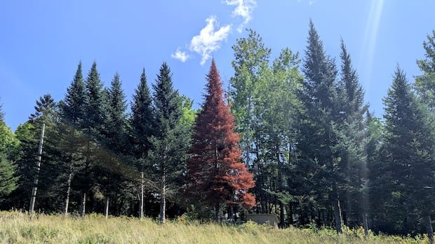 “Balsam Fir Trees in New Brunswick Face Red Peril”