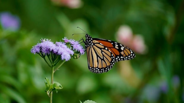 “Monarch Butterfly Surge Thrills Canadian Enthusiasts”