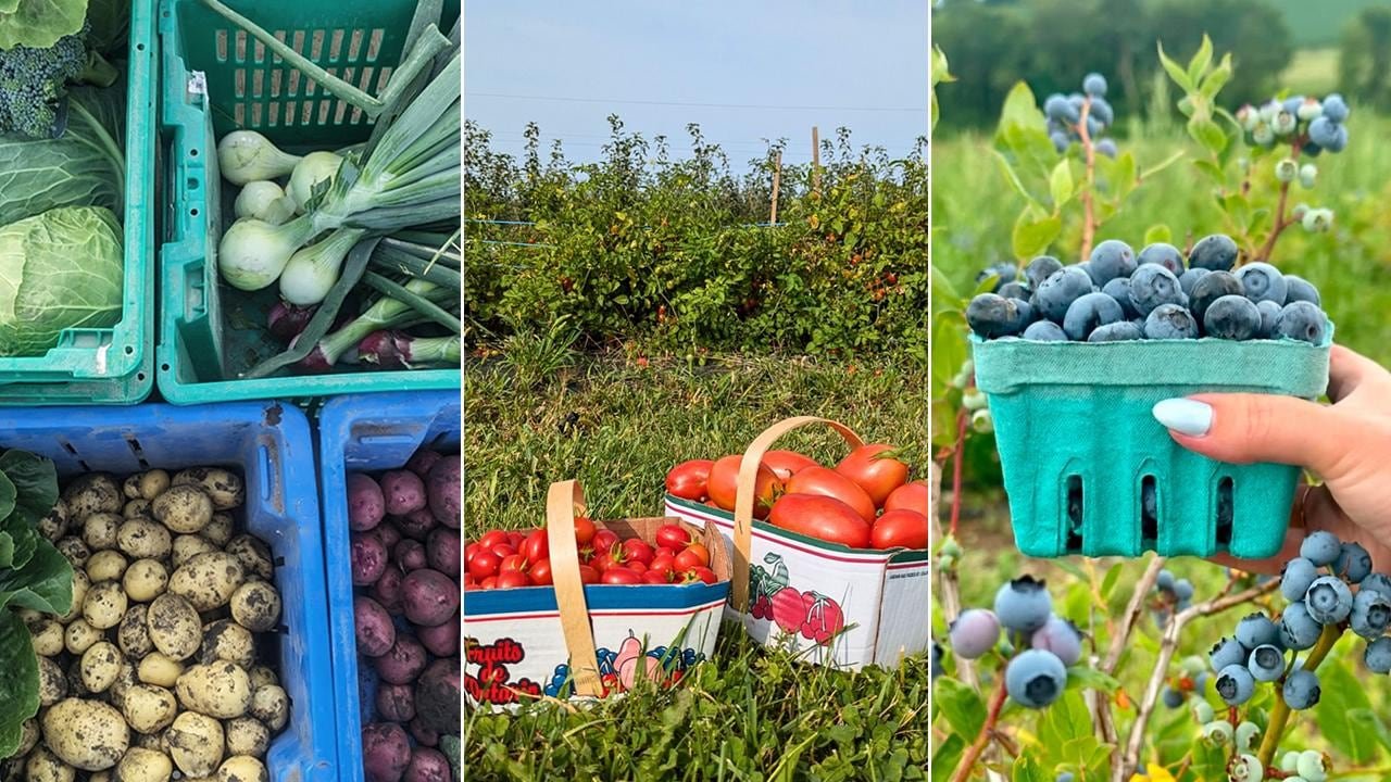 default-432 Left: top down shot of crates of fresh-picked root vegetables; middle: 2 boxes of tomatoes in a garden; right: a hand holding a pint of blueberries in front of blueberry bushes.