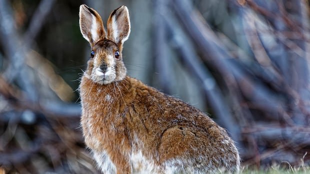 “Snowshoe Hare Population Surges on Prince Edward Island Post-Storm”