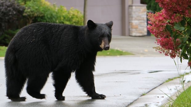 “B.C. Officials Confirm Misidentified Bear Attack”