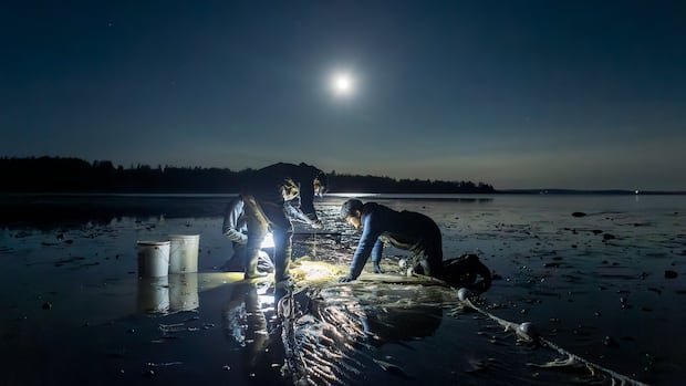 “Canadian Researchers Shine in Global Ecology Image Contest”