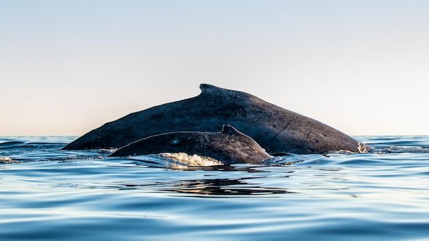 “Discover Canada’s Diverse Whale-Watching Hotspots”