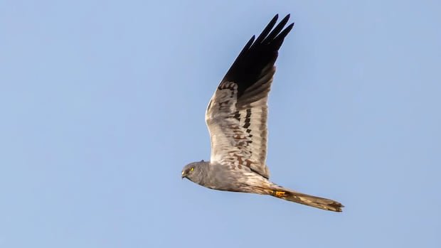 “UK’s Heroic Harrier: AU Fathering Future of Rare Bird”