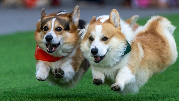 “Corgi Race Vilnius: International Event Celebrates Cuteness and Talent”