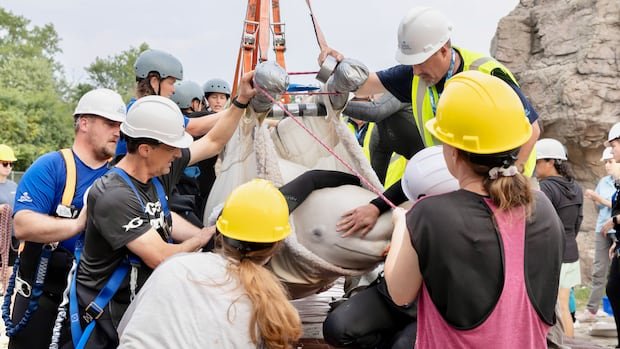 Beluga Whales Safely Transferred to Shedd Aquarium