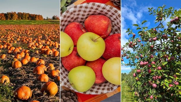 “Top 10 Canadian Orchards & Pumpkin Patches for Fall Fun”