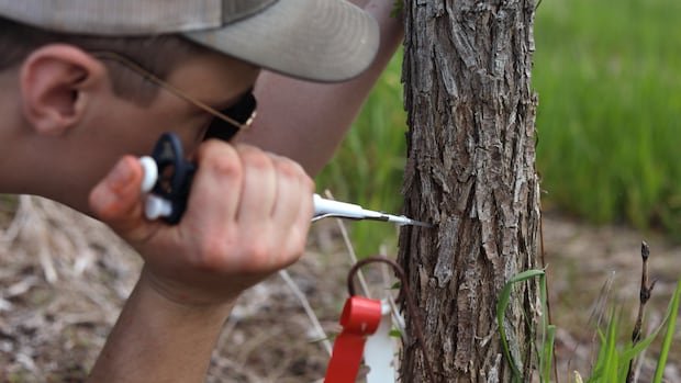 “Reviving Majestic Elms: Scientists Experiment to Combat Dutch Elm Disease”