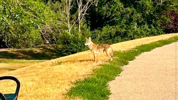 “Coyote Encounters Spark Safety Concerns in Regina”
