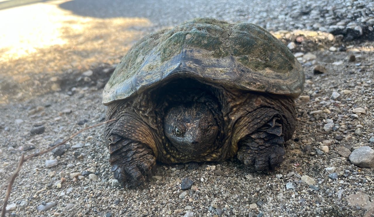 A snapping turtle rescued by Wellington Turtle Conservation Group.