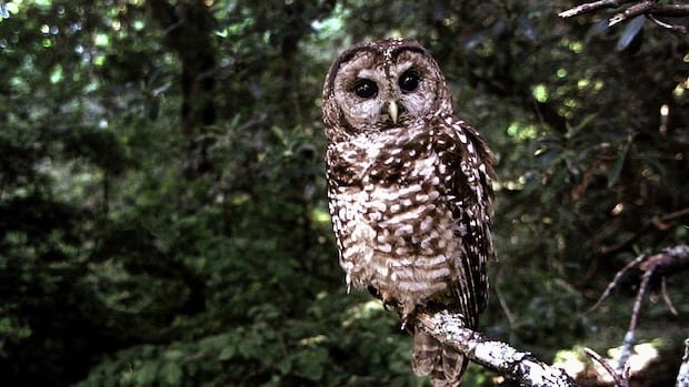 “Wild Northern Spotted Owls in BC Face Population Crisis”