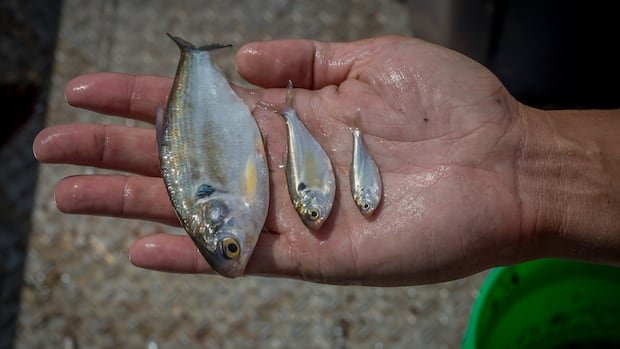 “Unprecedented Fish Influx Threatens Nuclear Plant Safety”