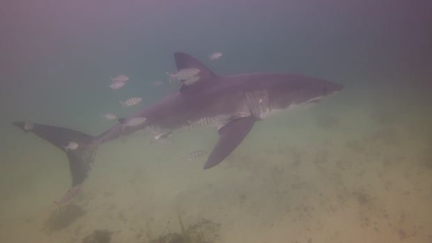 “Great White Shark Incident Prompts Hospital Trip”