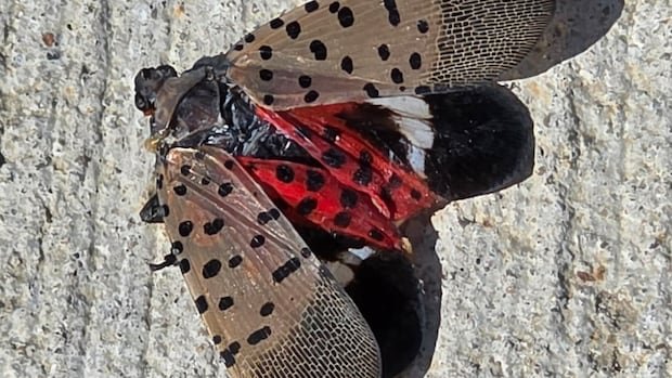 “Invasive Spotted Lanternfly Found in Canada Threatens Grapevines”