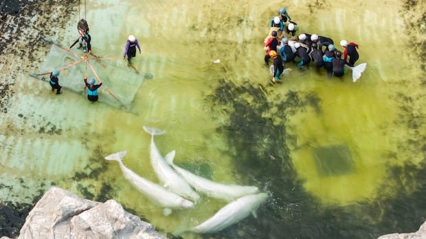 Beluga Whale Jelly Bean Dies After Relocation