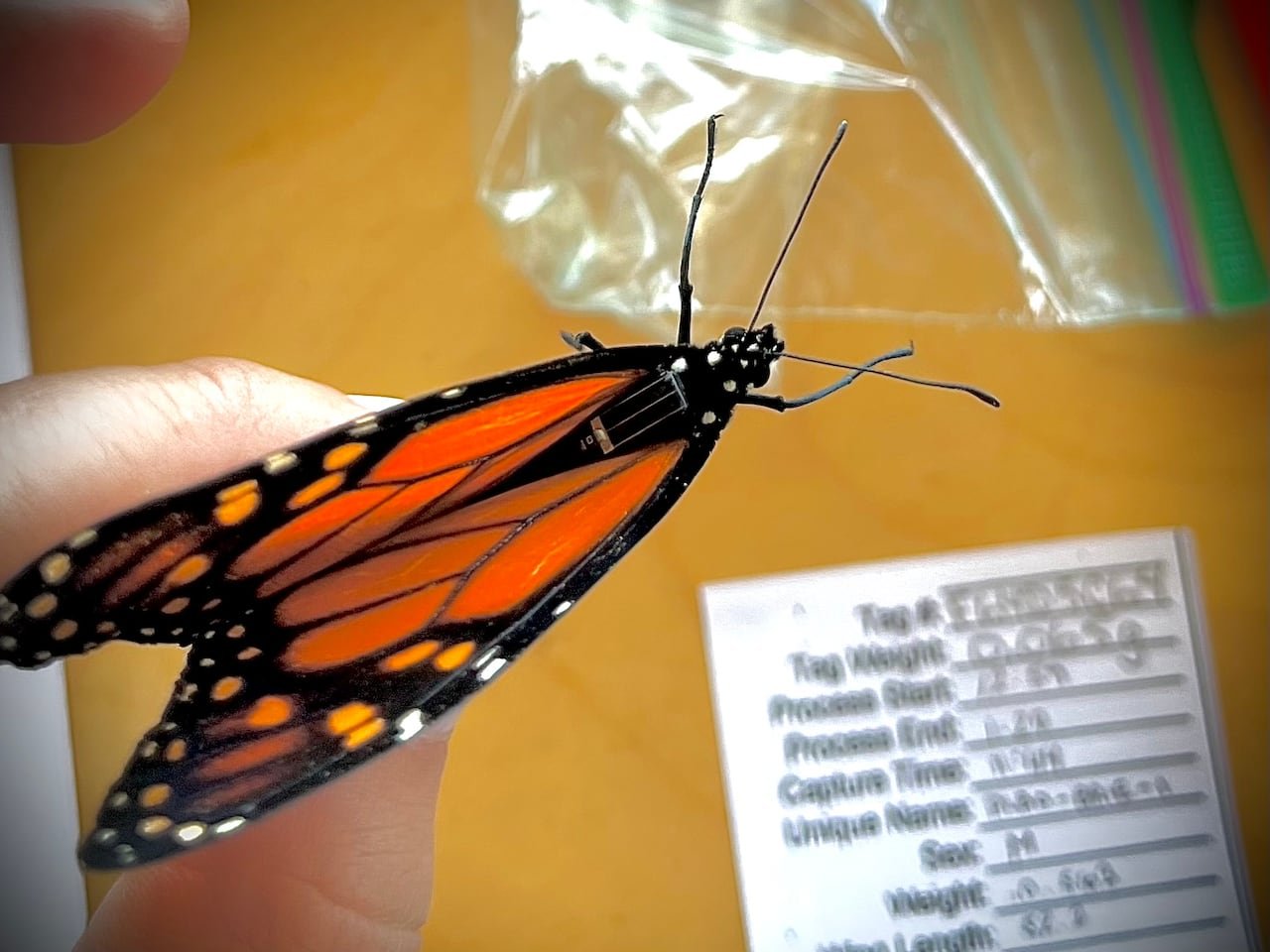 default-384 Close-up of a monarch butterfly's wing with a tag near the thorax and a data card in the background.