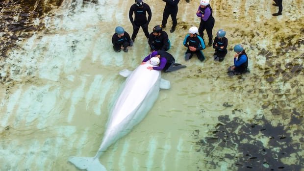 Marineland’s Beluga and Dolphin Transfers Raise Concerns