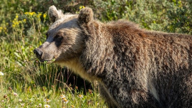 “Alberta Sees Surge in Grizzly Bear Deaths by Authorized Hunters”