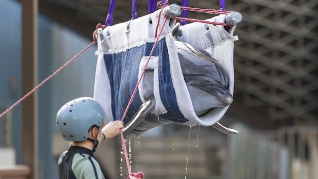 Dolphin from Marineland Dies in Spain, Fifth Animal Death