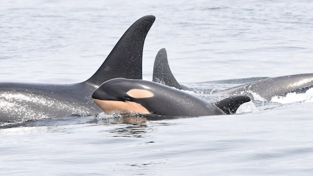 “Former Wildlife Chairs Warn of Deliberate Extinction”
