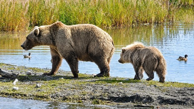 “Furry Families Enter Fat Bear Week Debut”