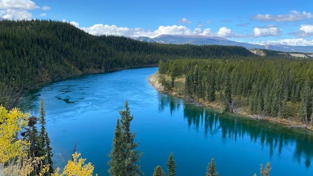 “Yukon Chum Salmon Surge Raises Concerns”