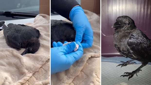 “Crow Rescue Group Administers Naloxone to Combat Drug Overdoses”